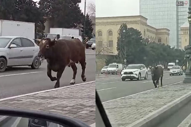 Bakıda avtomobil yoluna çıxan iribuynuzlu heyvan zərərsizləşdirildi