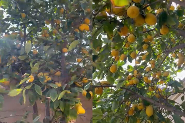Bu ağacda yarpaqdan çox limon var - Bakıdan heyrətamiz VİDEO