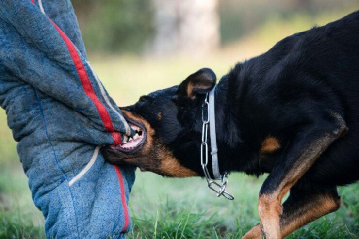 Bərdədə azyaşlı qızı it dişlədi