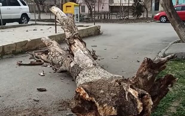 Sumqayıtda ağac aşdı, binanın həyətinə giriş bağlandı - VİDEO