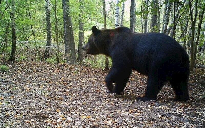 Tavuş meşəsində ayı ermənini parçaladı