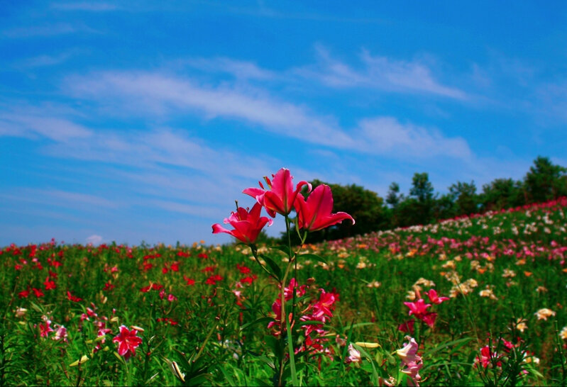 May ayında hava necə olacaq?