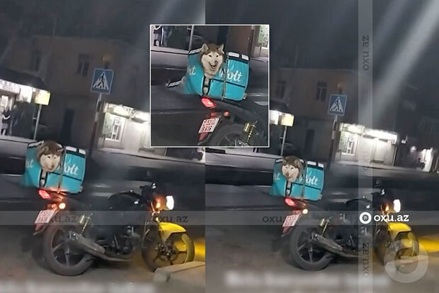 Bakıda kuryer insanlar üçün yemək daşıdığı çantada it gəzdirdi - VİDEO