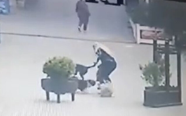 Xırdalanda sahibsiz itlər qadına hücum edib yaraladılar - Video