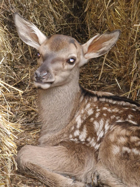 Şahdağ Milli Parkında nəcib marallardan birinin balası dünyaya gəlib - FOTO