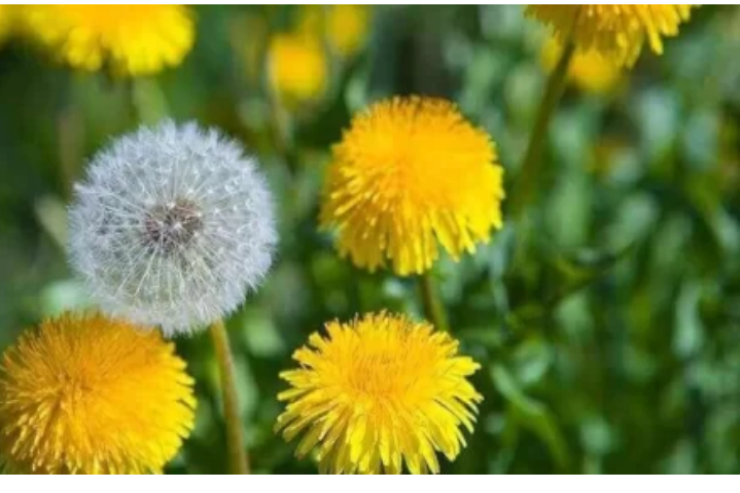 Avropada BAŞ NAZİR "OVU" - Daha bir hökumət başçısı ÖLÜMLƏ HƏDƏLƏNİR