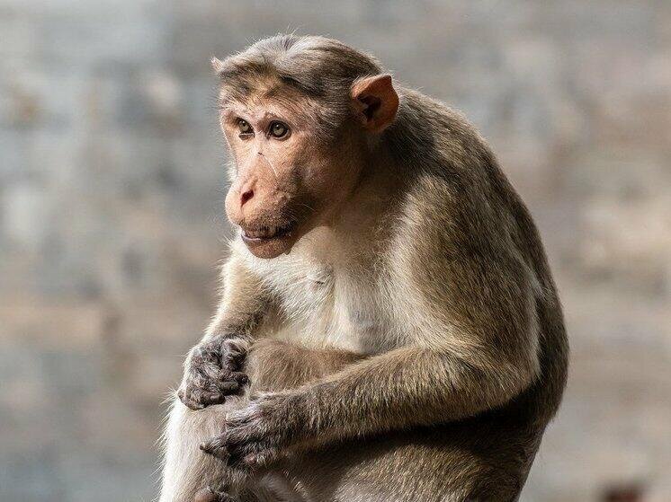 Meymun sahibini qısqandı: Viski içdi, sərxoş oldu, 5 nəfəri...