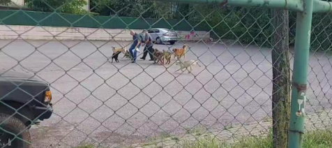 10 it küçə ortasında yaşlı adama hücum etdi - VİDEO