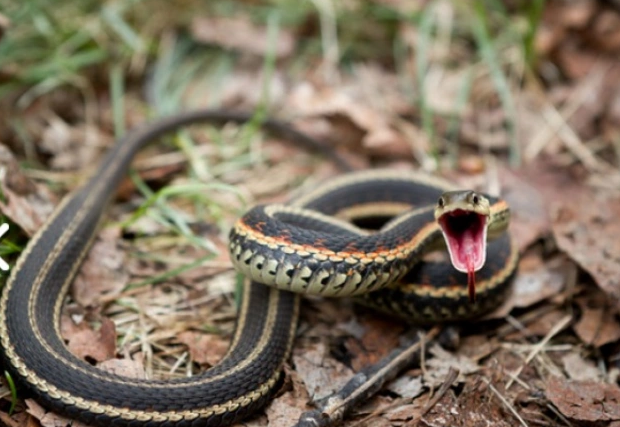 Bakıda qadın ilanla taksiyə mindi
