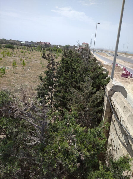 Bilgəhdə 5.3 hektar torpağın 28 sahibi ayağa qalxdı – Hacı Qalibə qarşı şok ittihamlar – FOTOLAR
