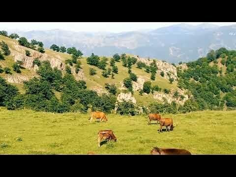 Azərbaycanda bu kəndin sakinləri hara gedib? - VİDEO