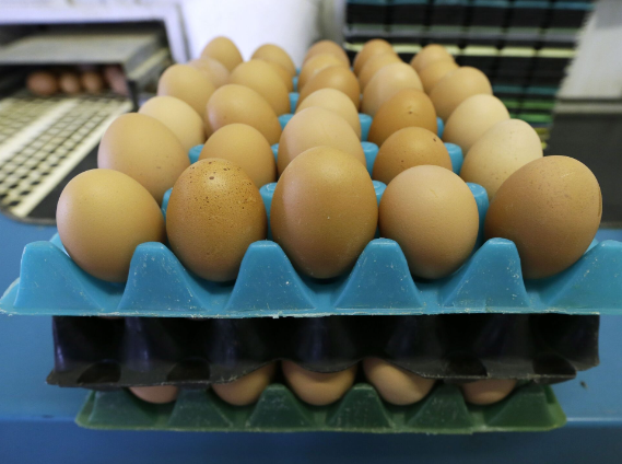 Azərbaycanda yumurta bahalaşdı