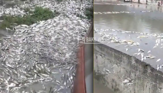 Təsərrüfata ciddi ziyan dəydi: Minlərlə balıq məhv oldu