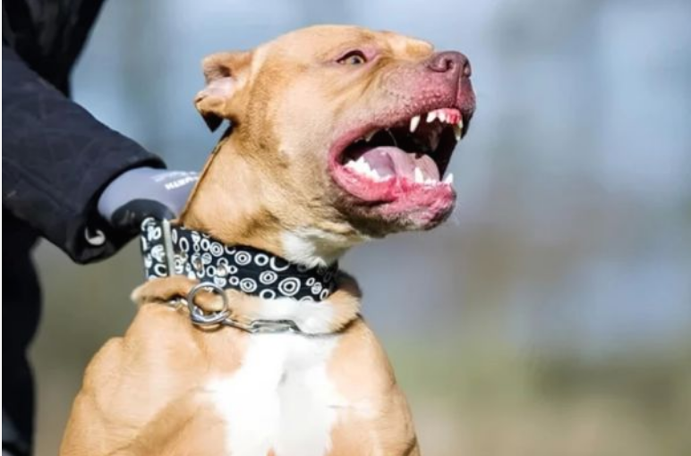 3 aylıq körpə pitbull hücumu nəticəsində faciəvi şəkildə CAN VERDİ - Qorxunc Hadisə