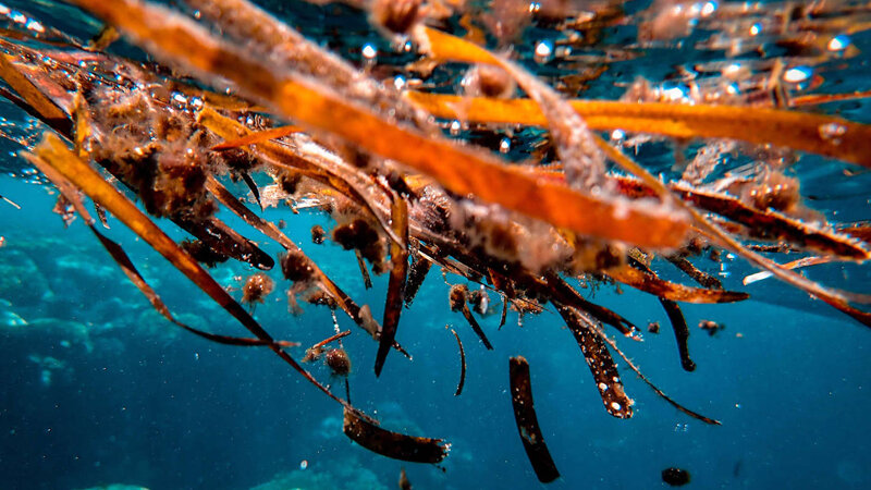 Okeanların dərinliklərində turşu zonası genişlənir - Alimlərdən xəbərdarlıq