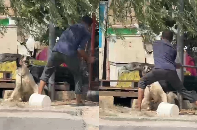 Küçədə heyvana balta ilə işgəncə verən şəxs saxlanılıb