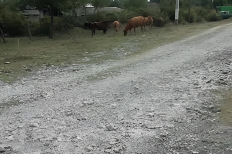 Şəki sakinlərini boğaza yığan yol PROBLEMİ