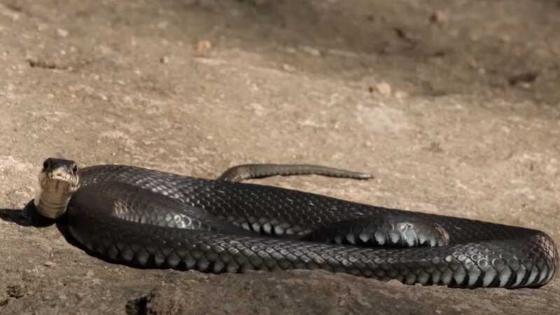 Zoologiya İnstitutu "28 May"da peyda olan ilanlar barədə: "Normal haldır" (VİDEO)
