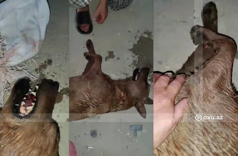 Bakıda it amansızlıqla öldürülüb: İşgəncə verib torbaya saldılar - VİDEO