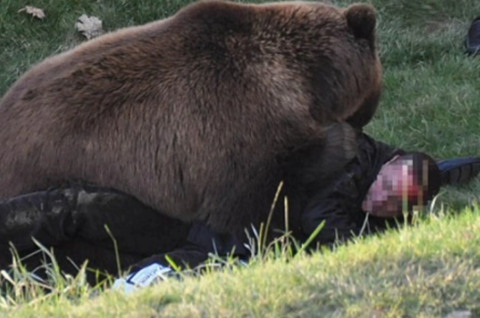 Oğuzda ayı kişiyə hücum etdi