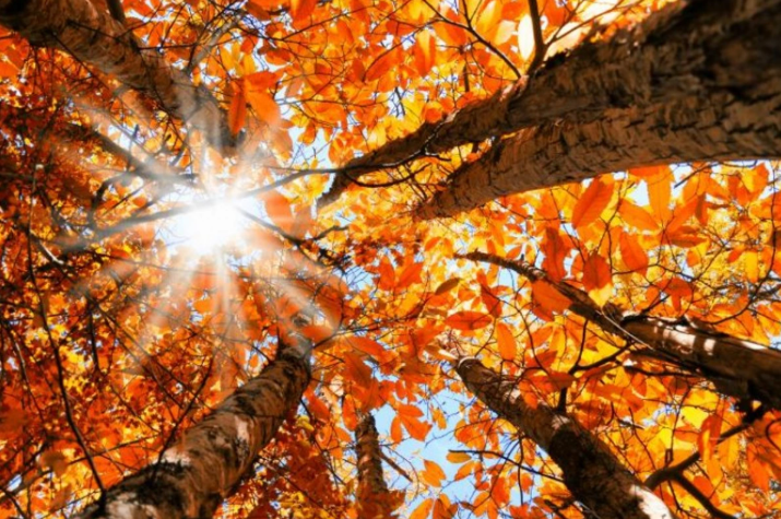 Sabah 18 dərəcə isti olacaq - HAVA PROQNOZU