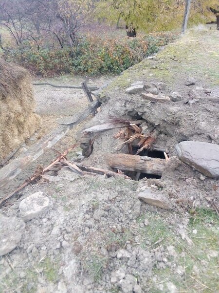 Qubada ayı sakinlərə hücum etdi: Mal-qaranı parçaladı - FOTO