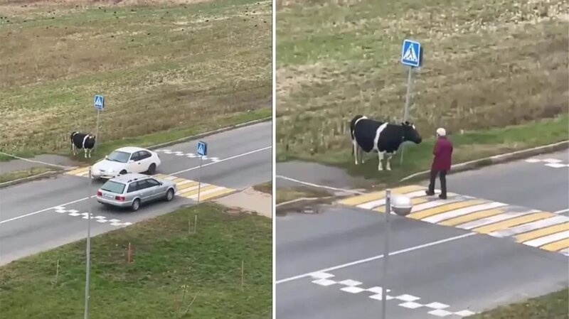 Sahibinin yolu keçməsini gözləyən inək internetdə viral oldu - VİDEO