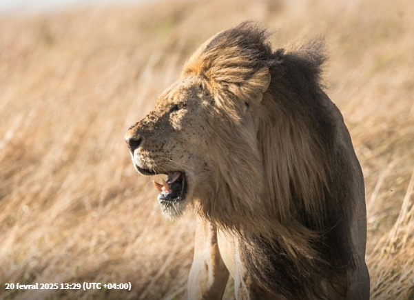 Nadir Asiya aslanları 7 yaşlı uşağı parçaladı