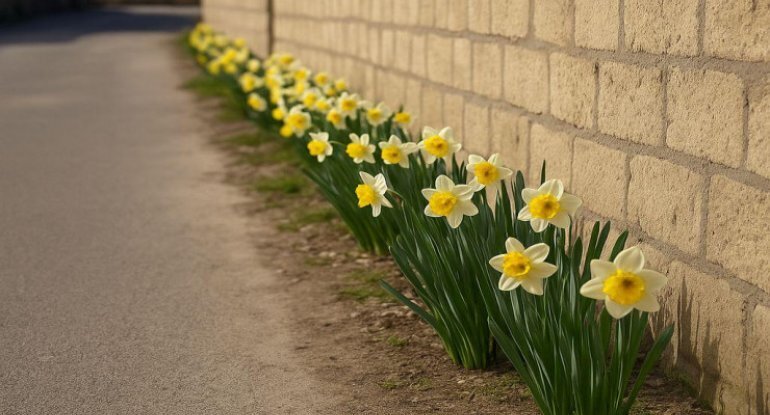 Nərgiz gülü qonşular arasına ədavət saldı - Bələdiyyə müdaxilə etdi