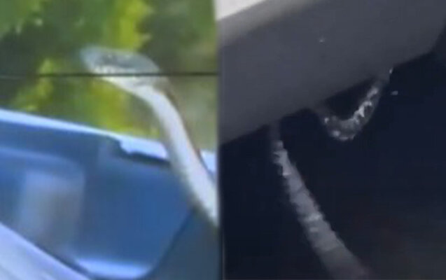 Bakıda maşınların mühərrik hissəsinə ilan girir - Video