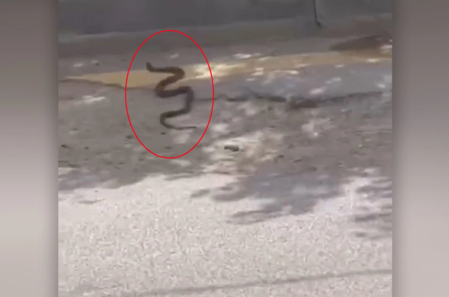 Bakının mərkəzində ilanların peyda olmasının səbəbi nədir?