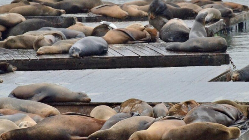 Xəzər dənizində suitilərin kütləvi ölümünə səbəb nədir? (VİDEO)