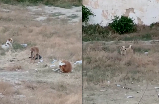 Biləcəridə küçə itləri təhlükə saçır: Bir azyaşlını dişləyiblər