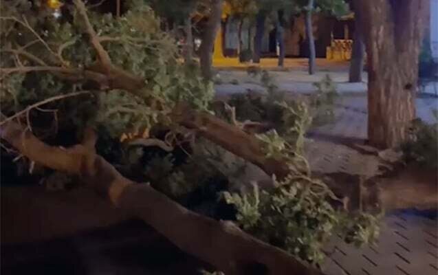 Güclü külək Yasamalda ağacı aşırdı - Video