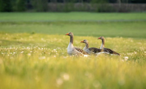 Sabah 36° isti olacaq