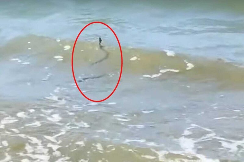 Xəzərdə üzən ilanlar sakinlər üçün təhlükəlidir? (VİDEO)