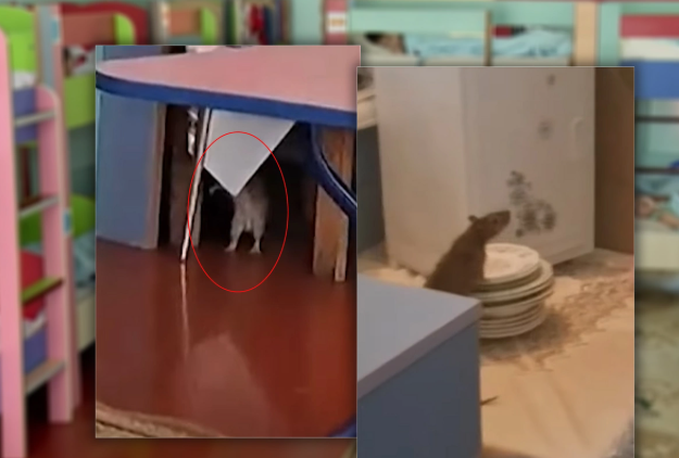 Bakıda uşaq bağçasında ANTİSANİTAR vəziyyət - Yataq otaqlarında siçovullar gəzirlər