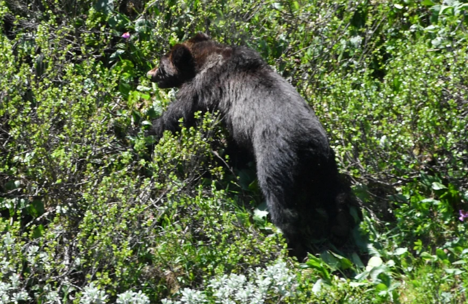 İnsanları yeyən ayı belə GÜLLƏLƏNDİ - VİDEO