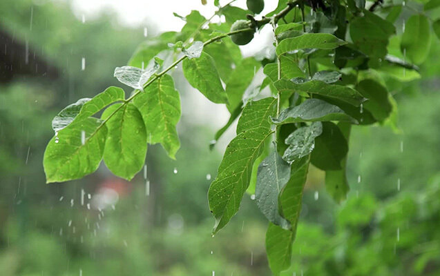 Həftəsonunadək yağış yağacaq