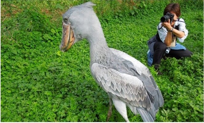 Dünyanın ən qəribə quşu - Onun varlığı alimləri təəccübləndirir