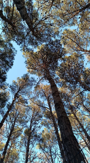 Bu parkda yerləşən çay evlərindən ŞİKAYƏT