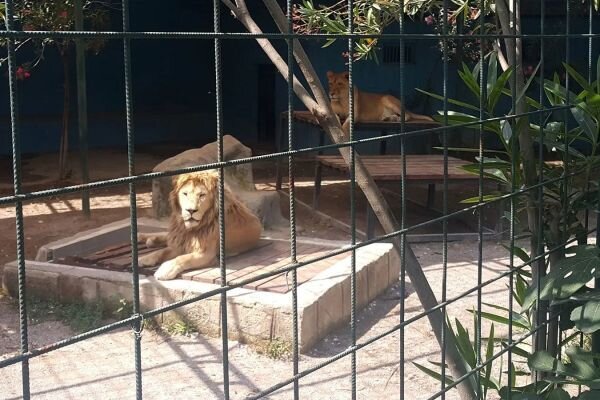 Avstraliyada zooparkında şir 50 yaşlı qadının qolunu qopardı
