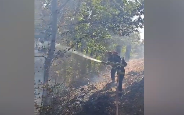 Masallıda meşə yanğını - Video