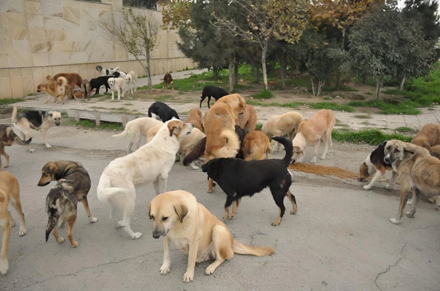 Bakıda heyvan sığınacağında dava: Könüllü qadın döyüldü