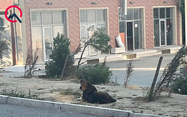 Masazırda 2 yaşlı uşağı it dişlədi - Fotolar