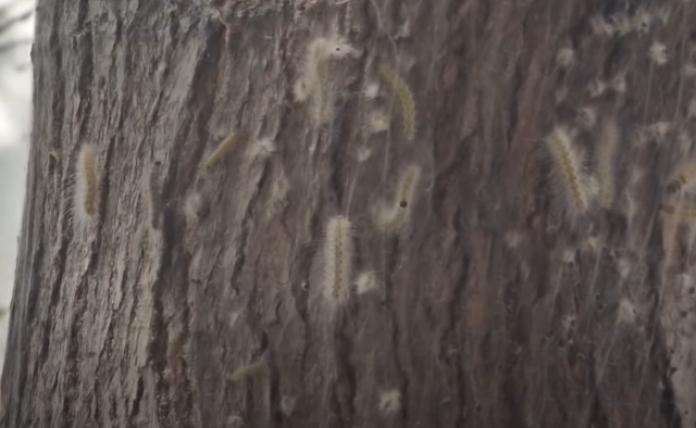 Sumqayıtda bəzi evləri və ağacları qurd basıb, şəhərdə dezinfeksiya işləri aparılır - RƏSMİ