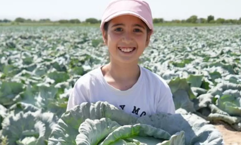 Bu kələmin kilosu 10 manata satılır