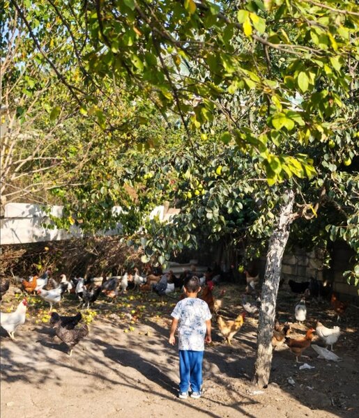 Leyla və Arzu Əliyevalar Şamaxıda - Fotolar