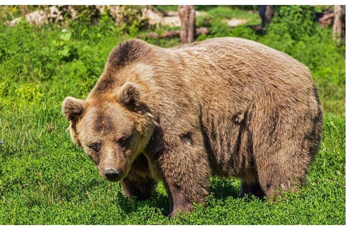 Bakı Zooloji parkında ayıların DAVASI - VİDEO