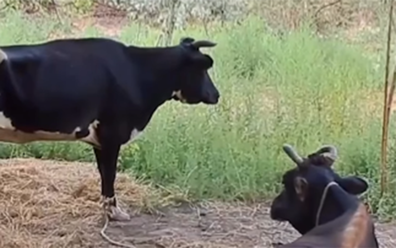 Bu kənddə bütün heyvanlar xəstədir - Video